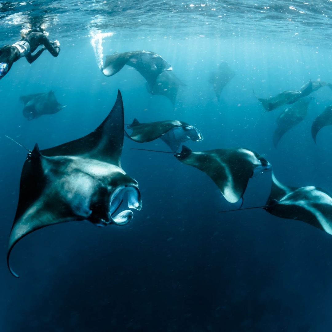 ultimate-yachts-indonesia-komodo-national-park-stingrays