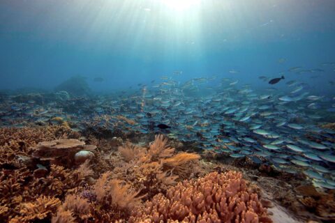 diving honeymoon indonesia